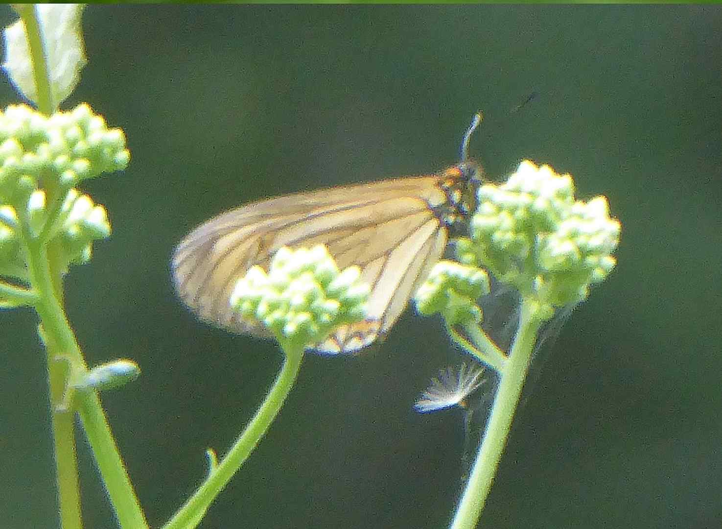 Acraea issoria formosana Acraea issoria formosana